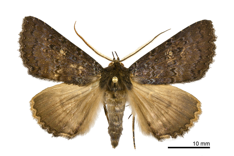 Hypersypnoides submarginata Male